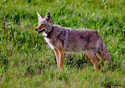 Canis latrans